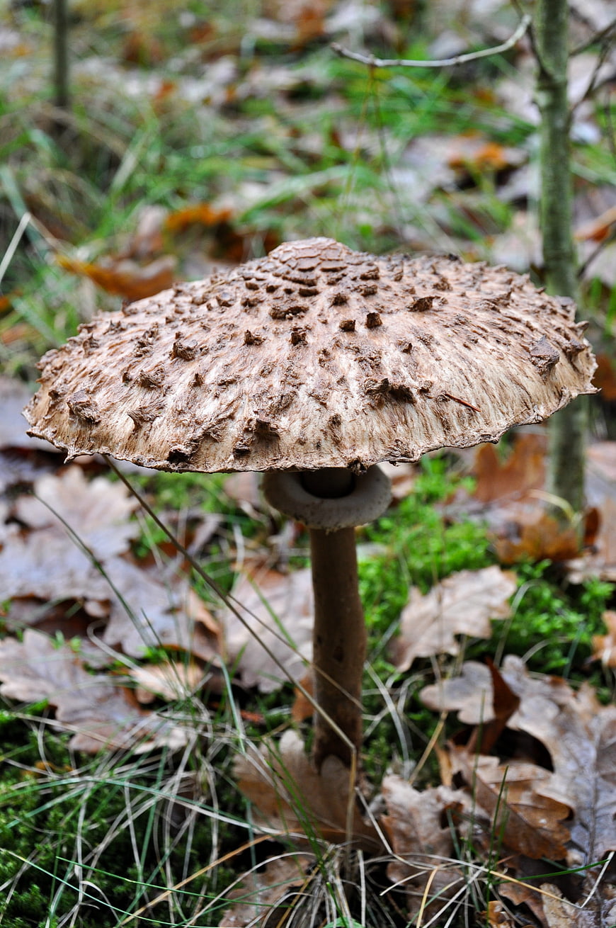 Close-up of a Parasol Mushroom in an Autumn Forest