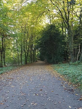 Sunlit forest path with fallen autumn leaves