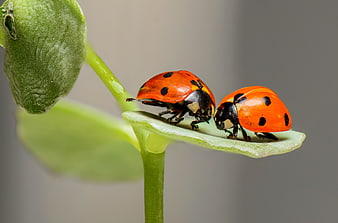 Two Ladybugs Mating on a Green Leaf Macro