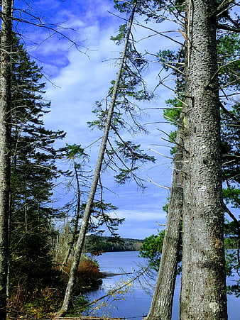Serene Lake View Through Pine Forest in Autumn