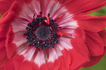 Close-up of a vibrant red and white anemone flower