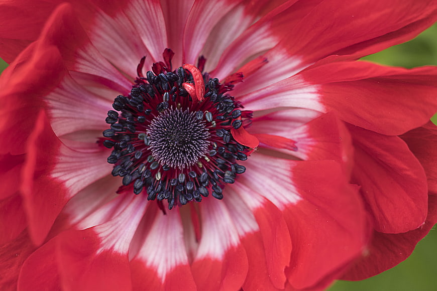 Close-up of a vibrant red and white anemone flower