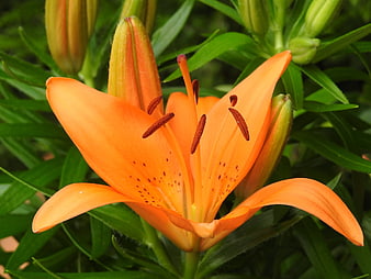 Vibrant Orange Lily Flower Close-Up with Green Foliage