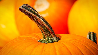 Close-up of a pumpkin stem with vibrant orange background