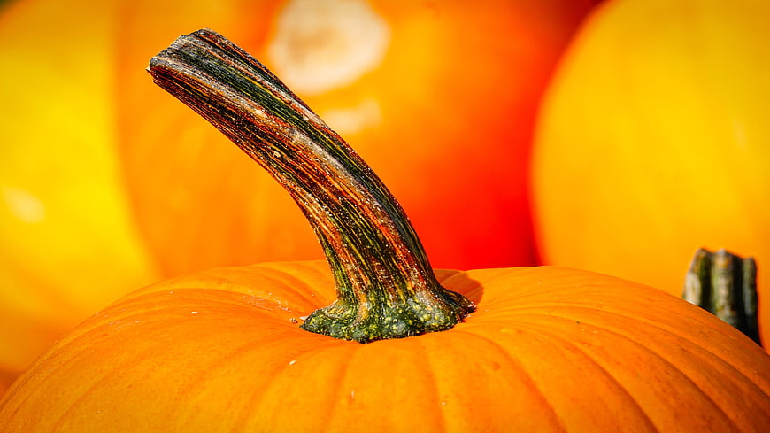 Close-up of a pumpkin stem with vibrant orange background