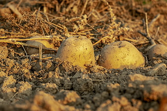 Freshly harvested potatoes in dry agricultural soil