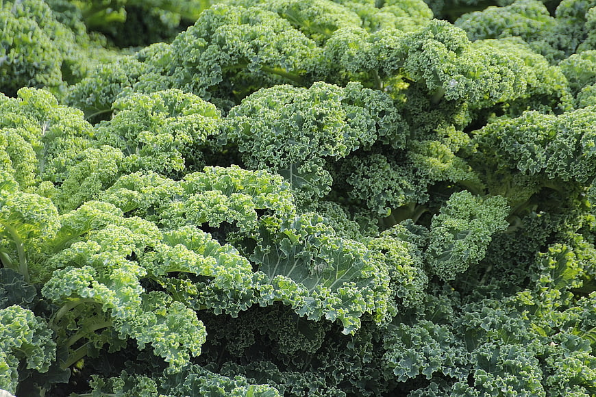 Close-up of fresh green curly kale leaves in a garden