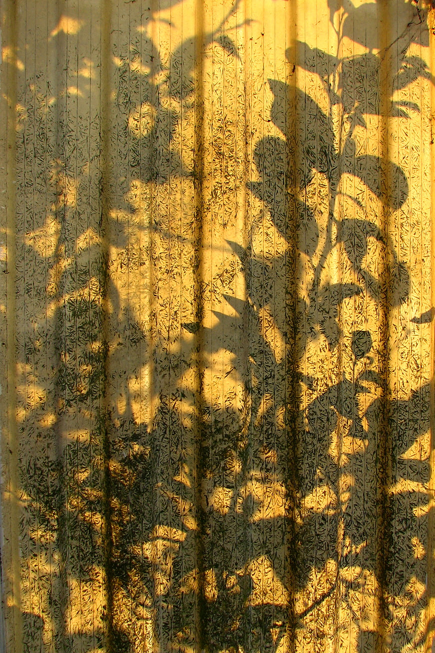 Golden sunlight and leaf shadows on textured wall