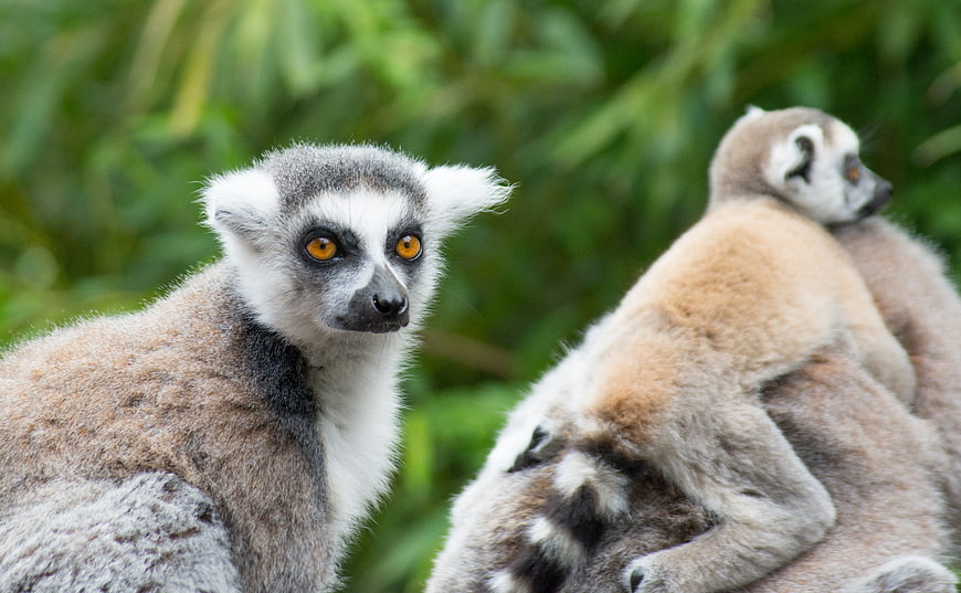 Ring-tailed Lemur Family Portrait with Baby