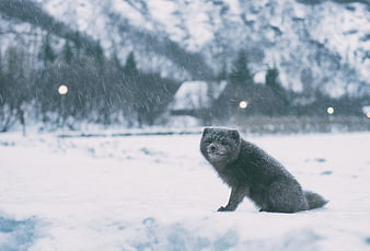 Arctic Fox Sitting in Snowy Winter Landscape
