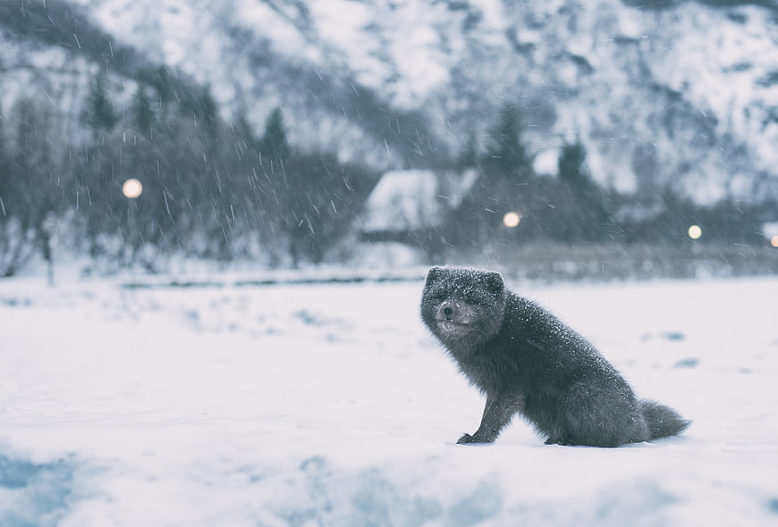 Arctic Fox Sitting in Snowy Winter Landscape
