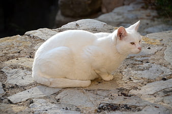 White cat sitting on textured stone surface outdoors