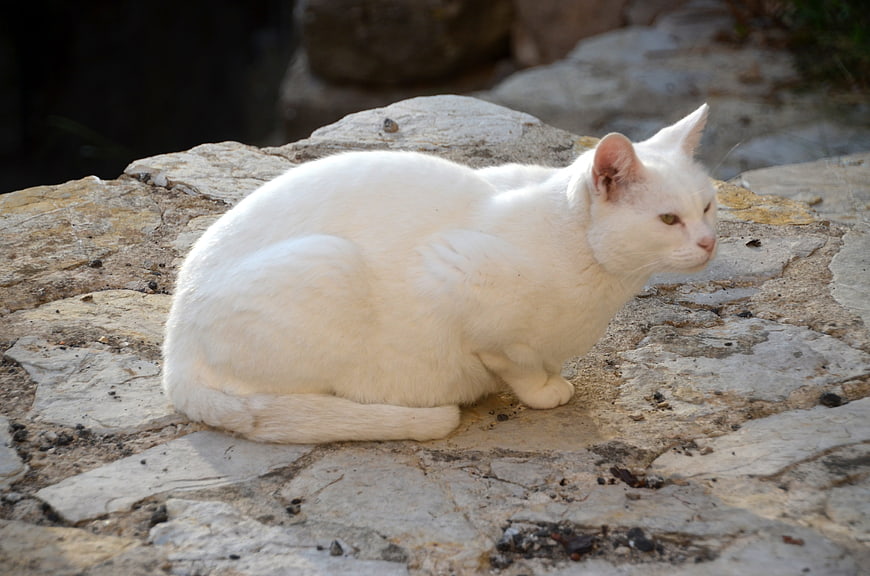 White cat sitting on textured stone surface outdoors