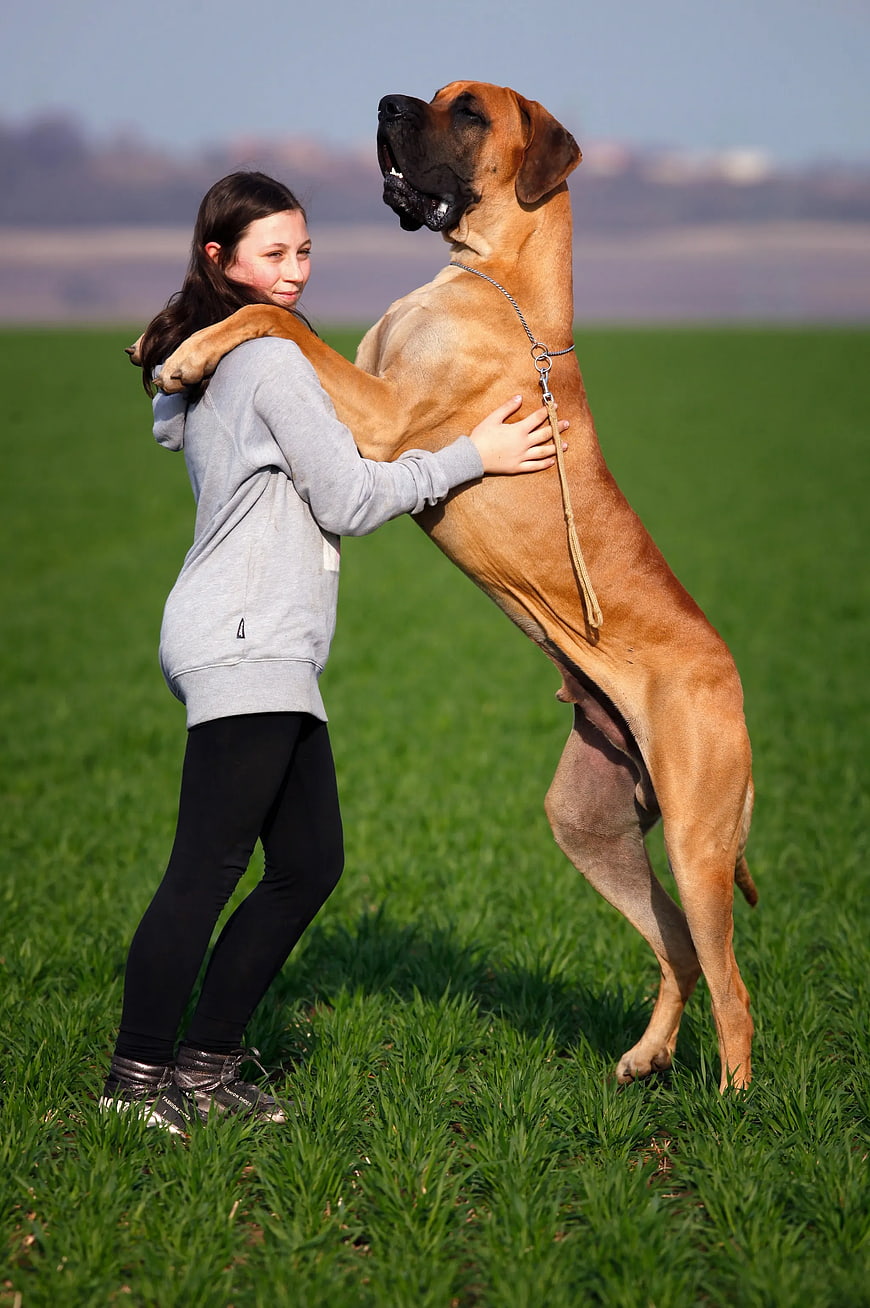 Woman Hugging Large Tan Great Dane in Green Field