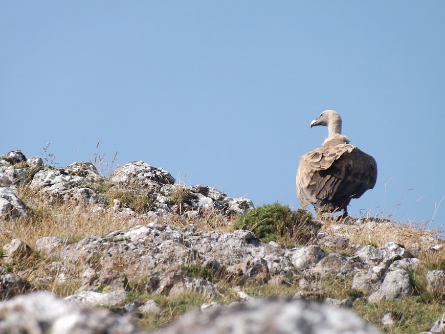 Bearded Vulture Standing on Rocky Mountain Ridge