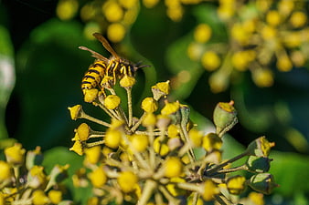 Close-up of a German Wasp on Yellow Ivy Berries
