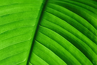 Close-up of vibrant green leaf texture with natural veins