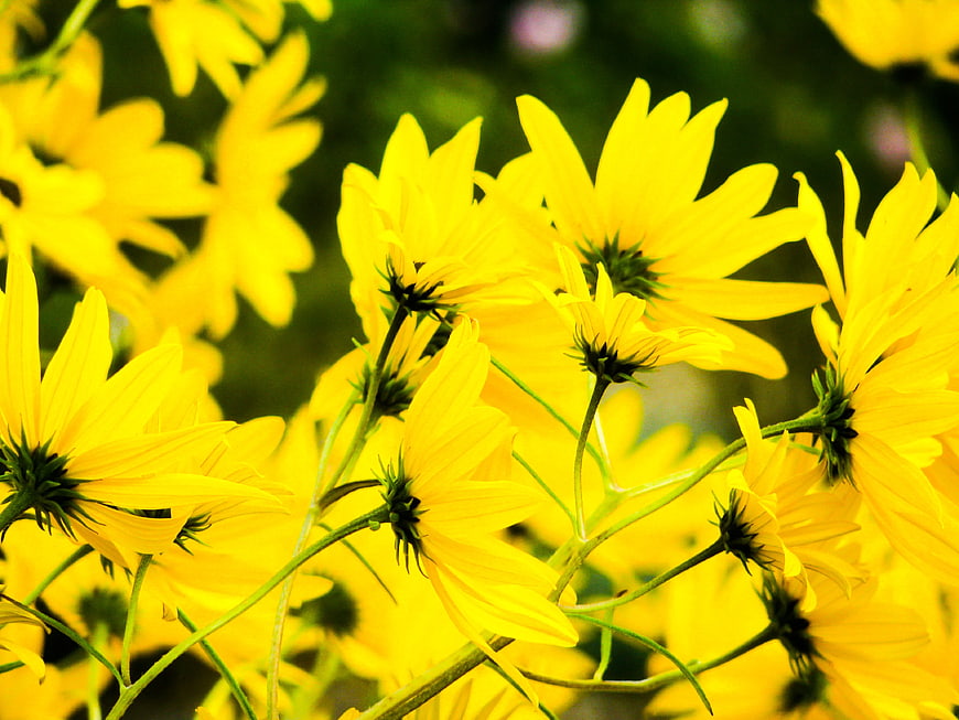 Vibrant Yellow Wildflowers in Natural Garden Setting