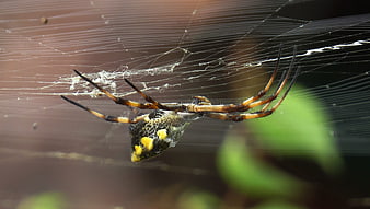 Close-up of a yellow garden spider on its web