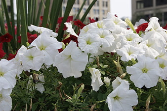 White Petunias in Urban Garden Bed