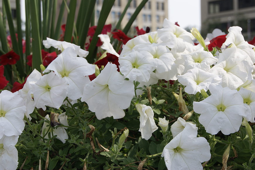 White Petunias in Urban Garden Bed