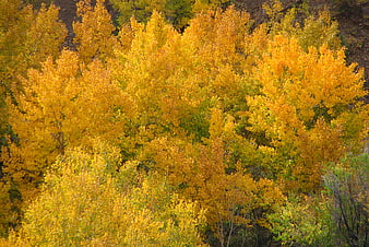 Vibrant yellow aspen trees in autumn foliage