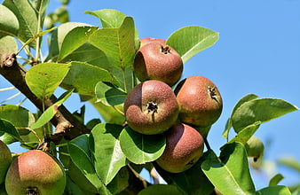 Ripe Red Apples Growing On A Tree Branch Against Blue Sky