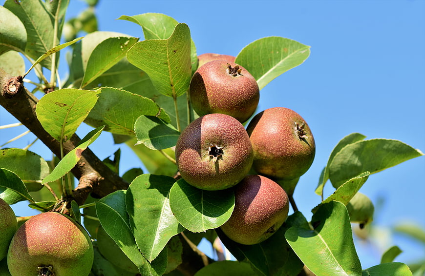 Ripe Red Apples Growing On A Tree Branch Against Blue Sky