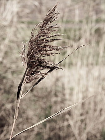 Close-up of dried reed grass in autumn field