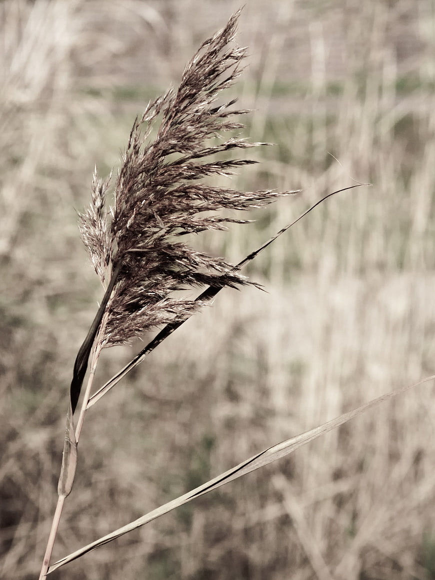 Close-up of dried reed grass in autumn field