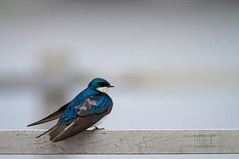 Tree Swallow Perched on Wooden Rail with Blue Feathers