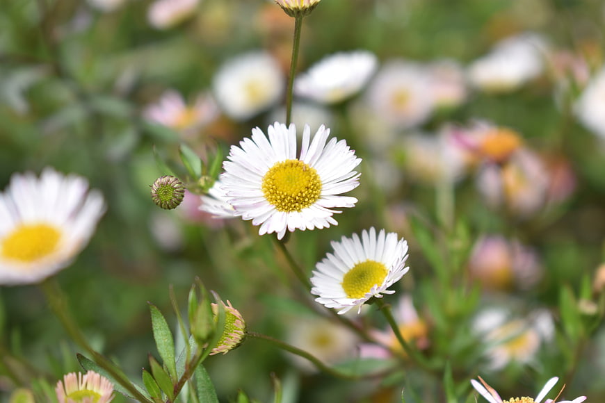 Close-up of white daisies with yellow centers in a meadow