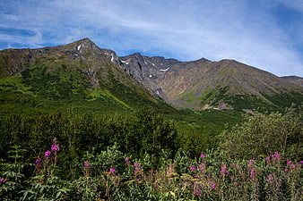 Majestic Mountain Range with Wildflowers and Forest