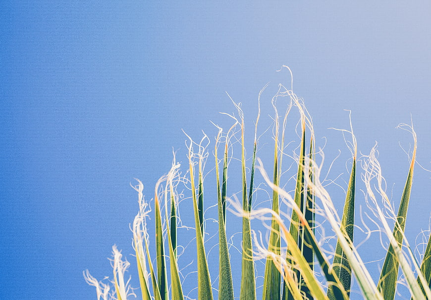 Corn Silk and Green Stalks Against Blue Sky