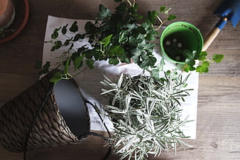 Top View of Potted Herbs and Gardening Tools on Wooden Table