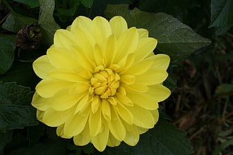 Close-up of a vibrant yellow dahlia flower with dew drops