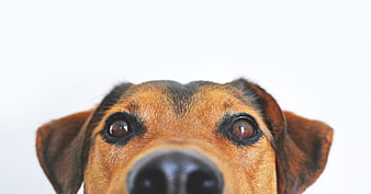 Close-up portrait of a cute mixed breed dog face