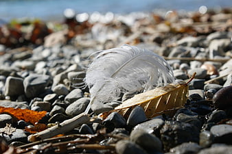White Feather on Pebble Beach with Autumn Leaf