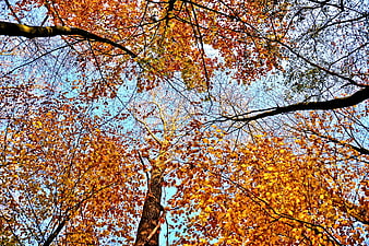 Autumn tree canopy with golden leaves against blue sky