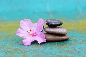Pink Azalea Flower and Balanced Stones on Blue Background