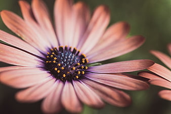 Close-up of a pink and purple daisy flower with blurred background