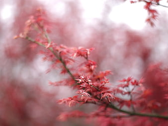 Close-up of delicate red maple leaves with soft bokeh background