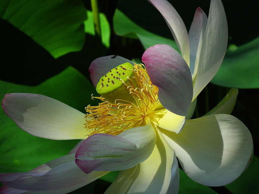 Pink Lotus Flower Close Up With Yellow Stamen And Green Leaves