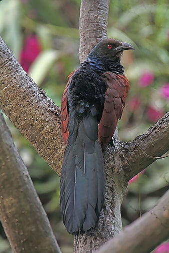 Greater Coucal Bird Perched on Tree Branch