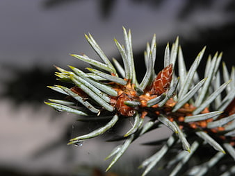 Macro shot of blue spruce branch with needles and buds