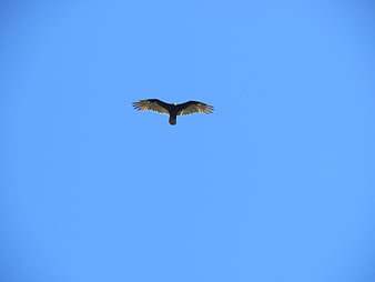 Black Vulture Soaring in Clear Blue Sky