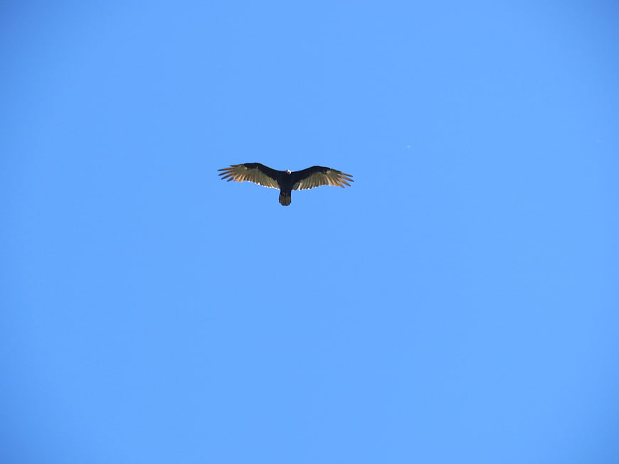 Black Vulture Soaring in Clear Blue Sky