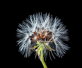 Close-up of white dandelion seed head on black background