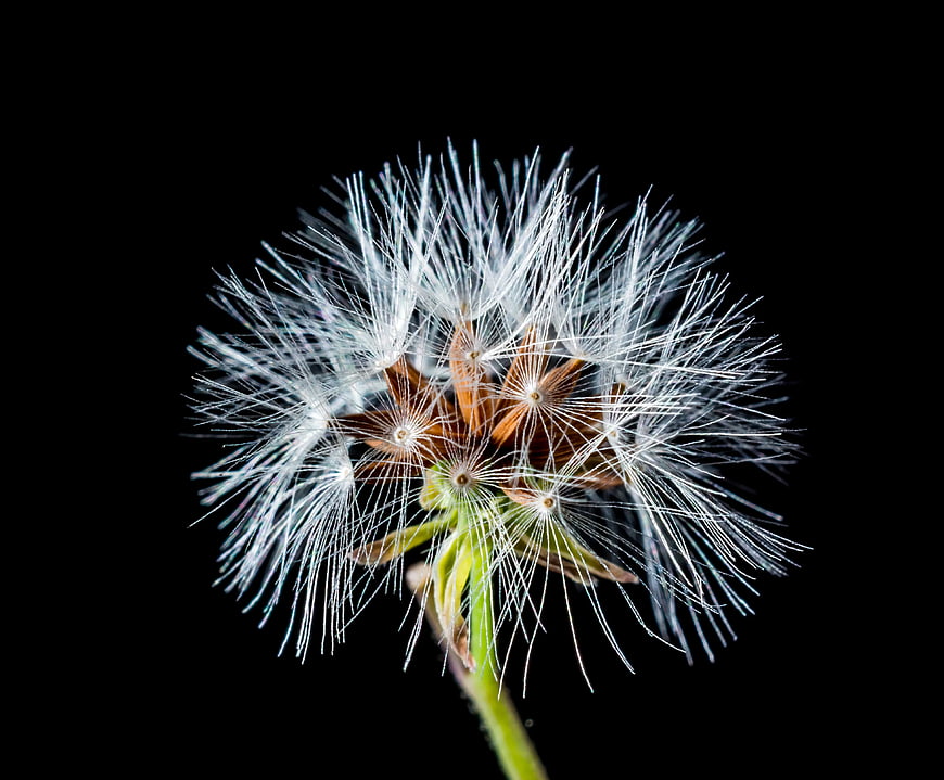 Close-up of white dandelion seed head on black background