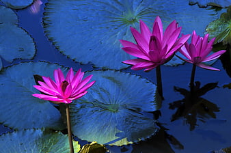 Vibrant Pink Lotus Flowers Blooming on Blue Water Lilies